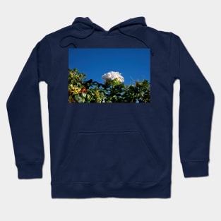 White Dog Rose under a clear blue sky Hoodie